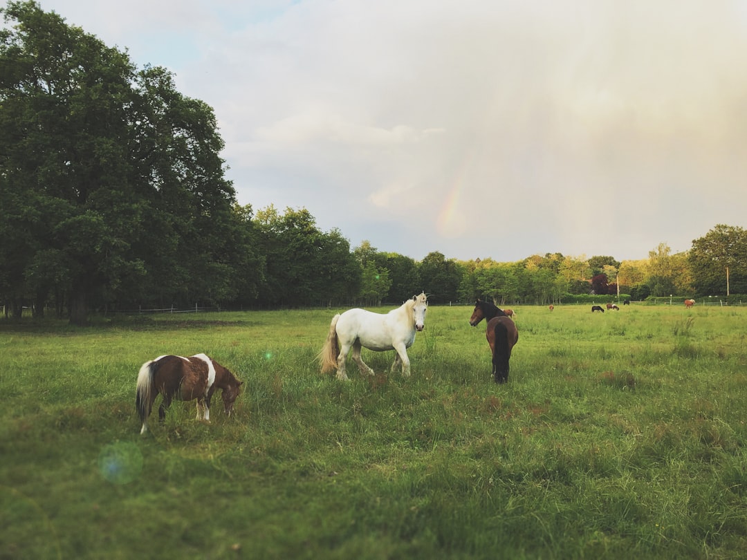 horses on green field surrounded with tall and green trees under white and blue sky during daytime