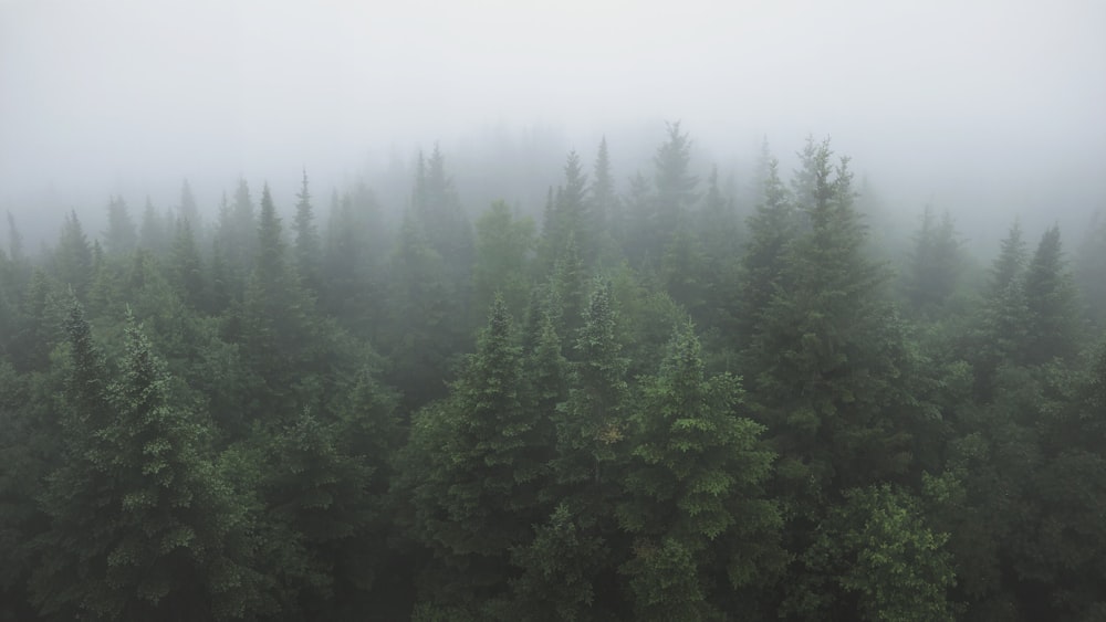 霧の日の緑の木々が生い茂る森