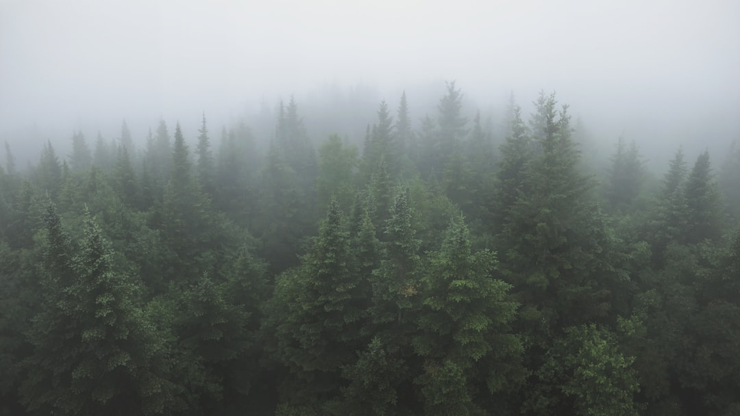 forest with green trees during foggy day