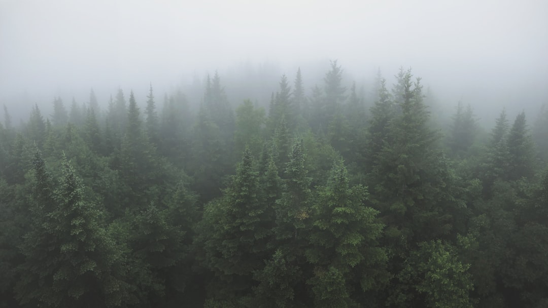 Forest photo spot Lac Trois Saumons Mont du Lac des Cygnes