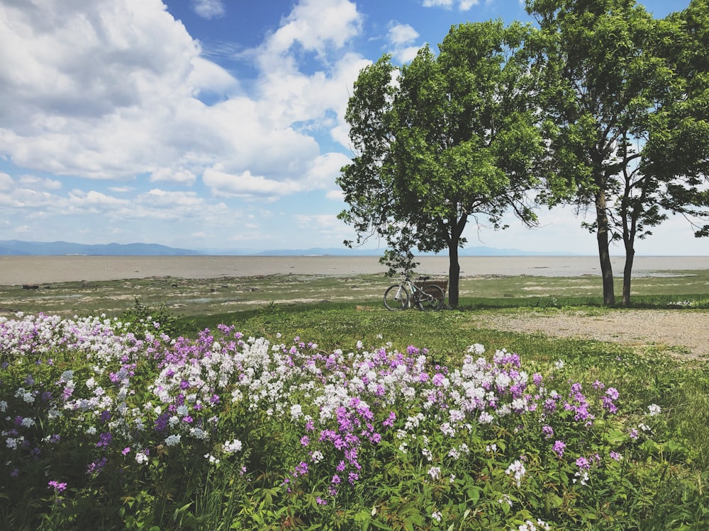 white and purple flower field under white and blue sky during daytime