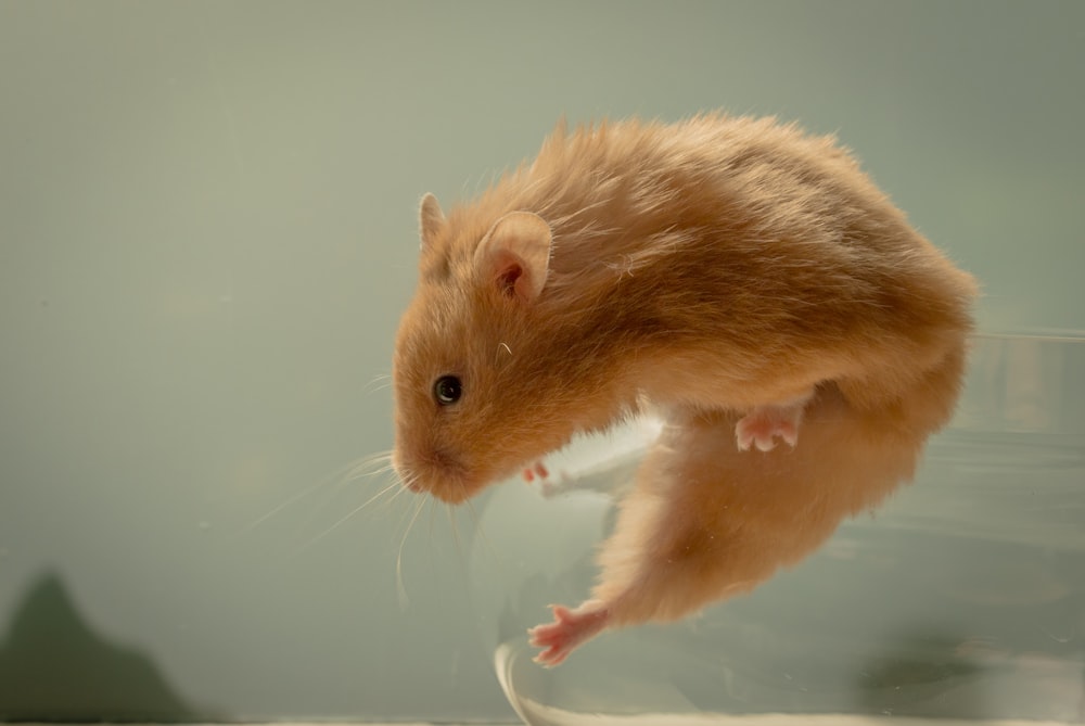 selective focus photography of brown mouse in container