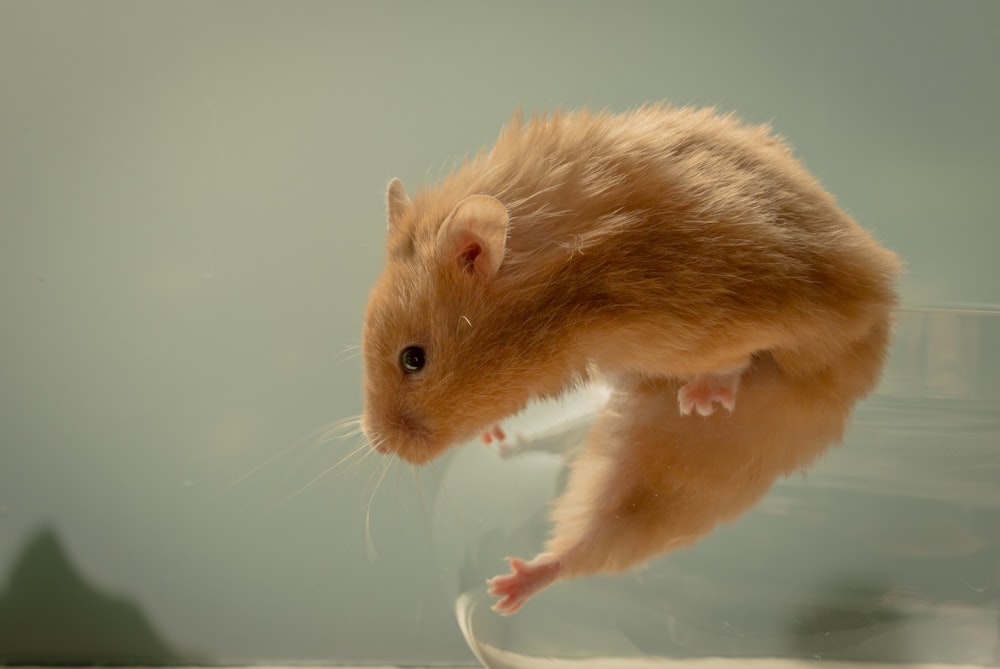Selektive Fokusfotografie der braunen Maus im Behälter