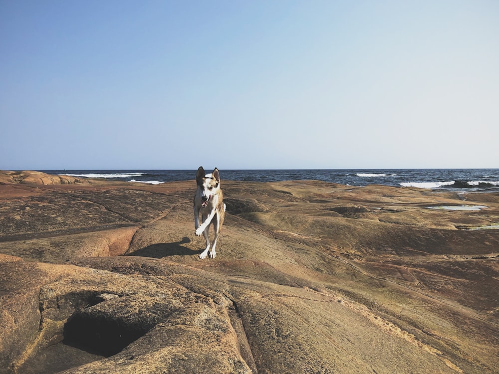 short-coated black dog running on shore during daytime