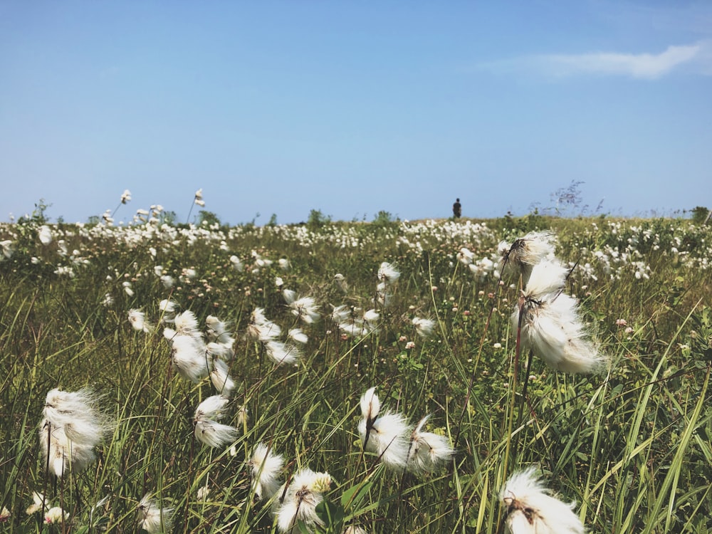 campo de flores de pétalas brancas durante o dia