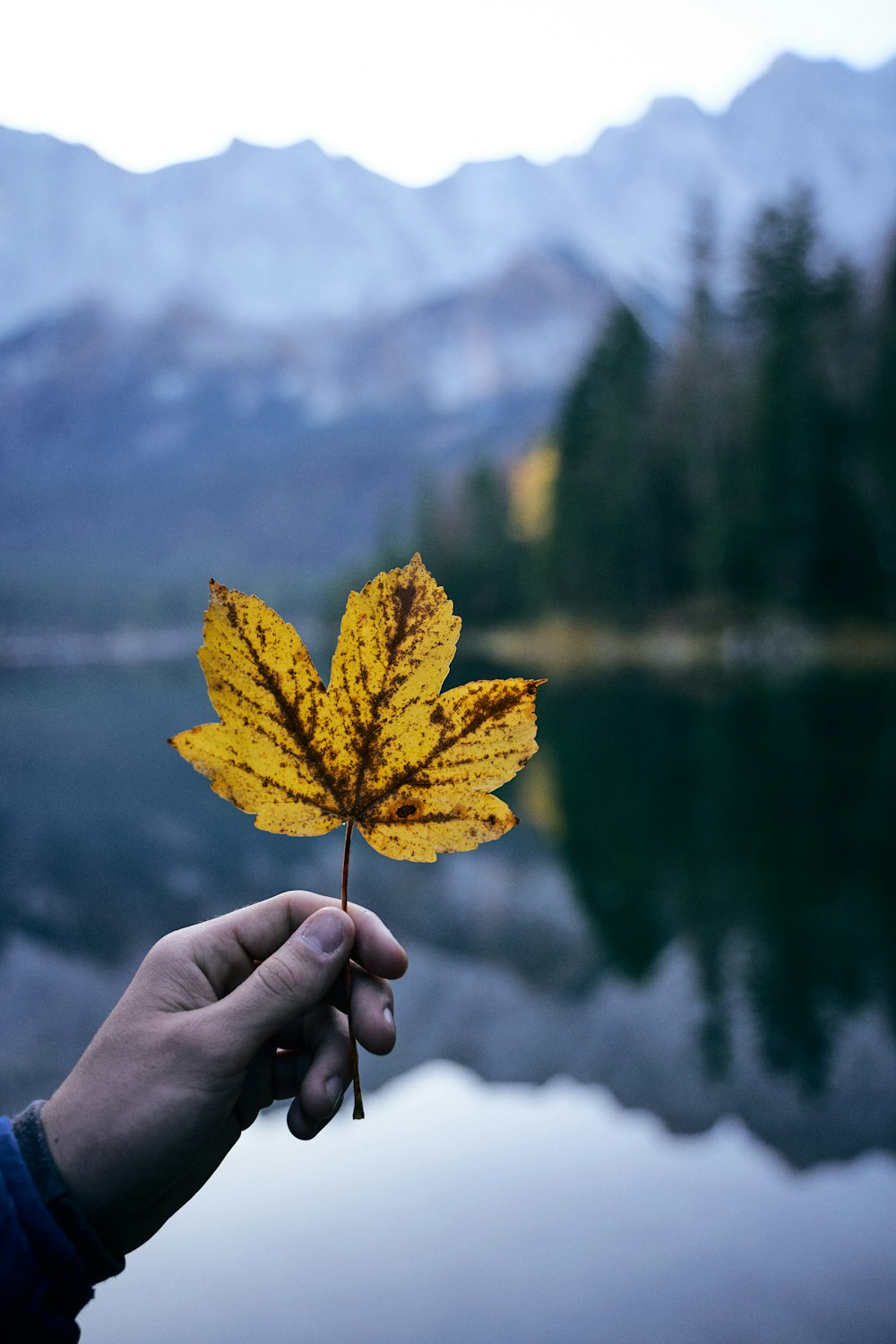 person holding yellow maple leaf