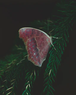 red and brown butterfly on green pine tree