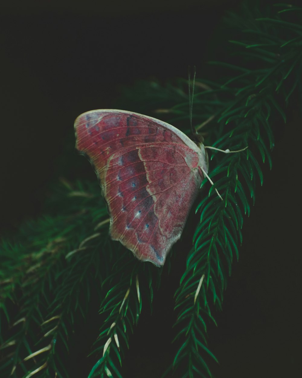 farfalla rossa e marrone su pino verde