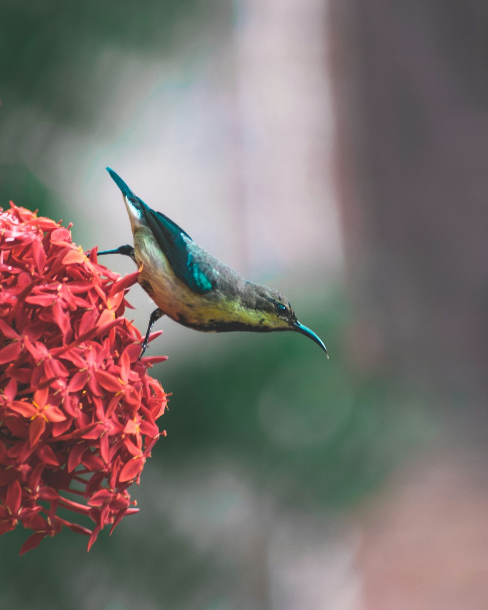 coraciiformes bird on red ixora flower