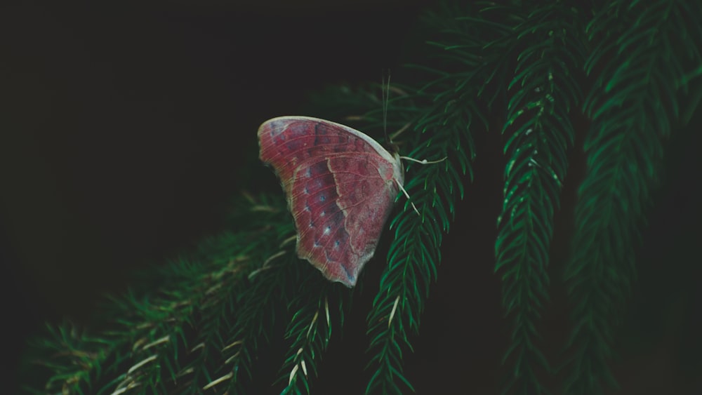 selective focus photography of brown and white butterfly on green tree