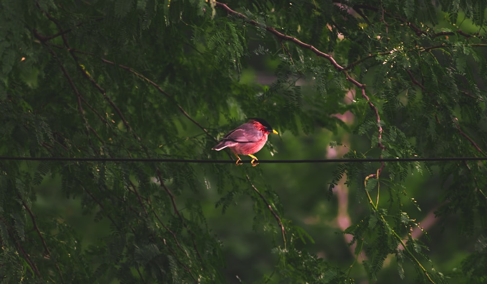 selective focus photography of red and gray bird on wire beside green trees