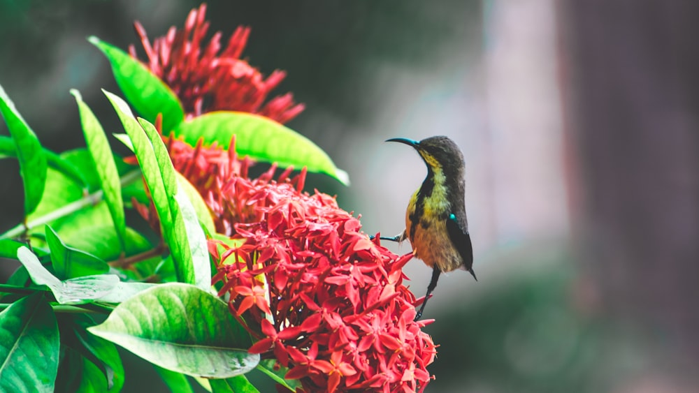 selective focus photography of gray and brown bird on red ixory plant