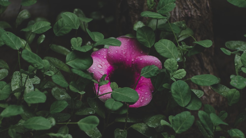 Fotografía de enfoque selectivo de gotas de rocío en flor rosa