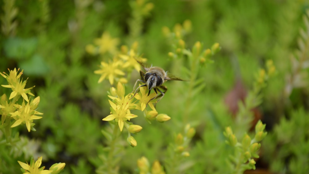 macro photography of gray wasp on yellow flower