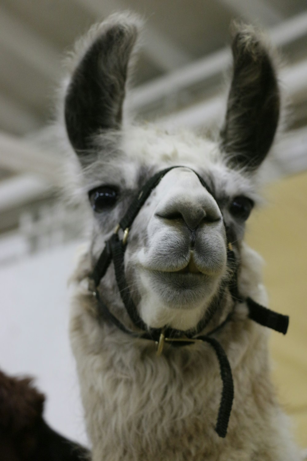 grayscale photography of llama