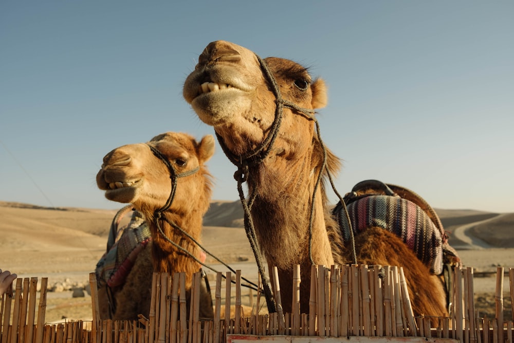 selective focus photography of two brown camels tied beside brown fence