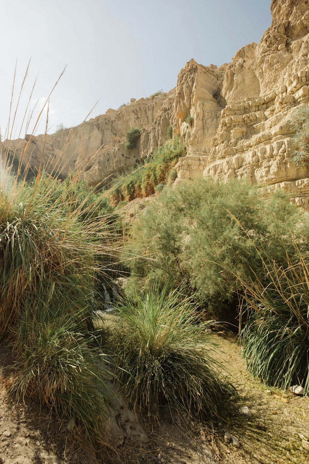 green grasses beside gray mountain during daytime