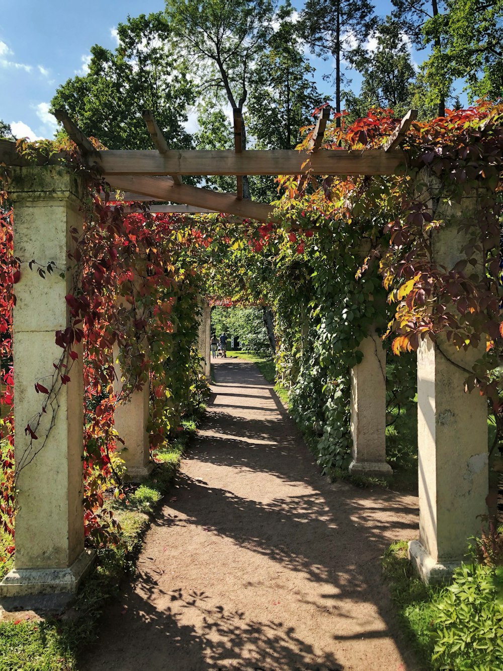 pathway under green and brown plants during daytime