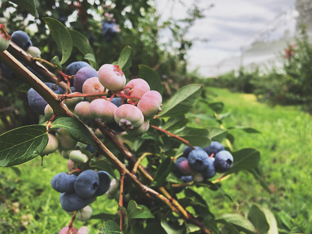 berries