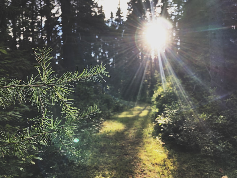 green plants and trees