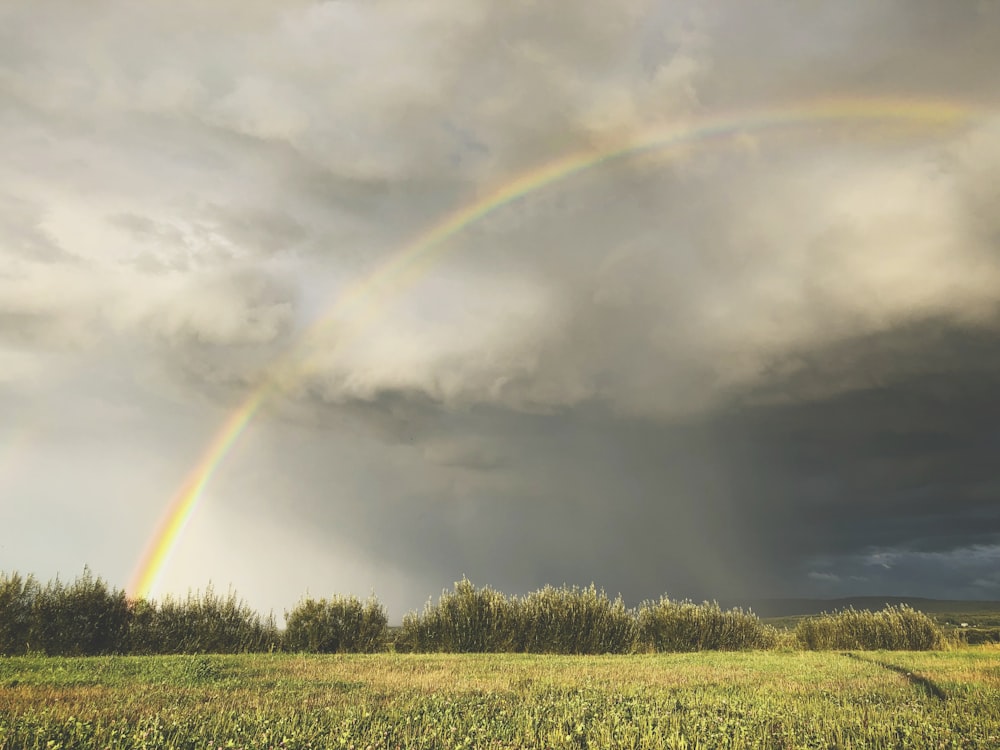 rainbow over trees