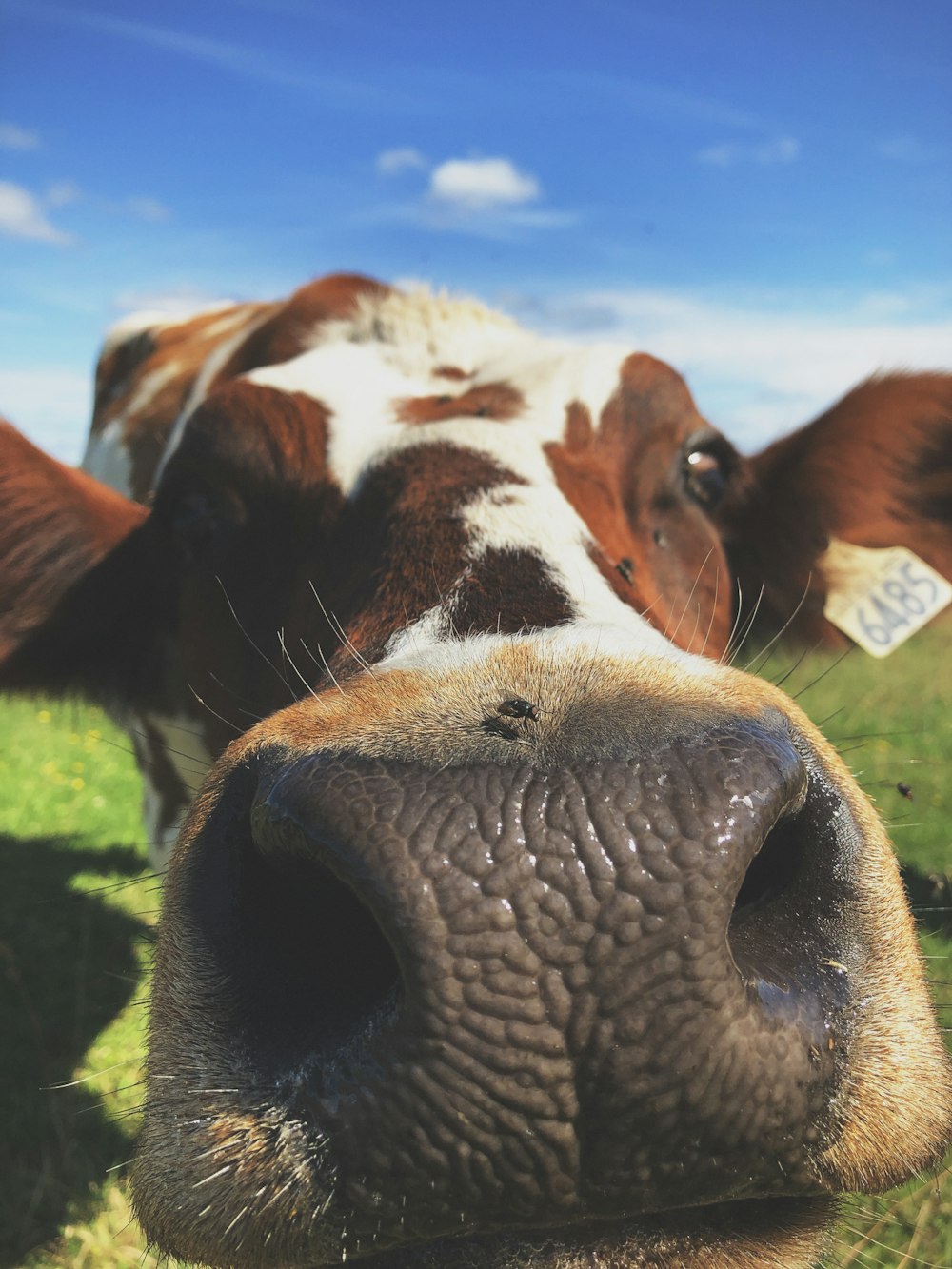 brown and white cow