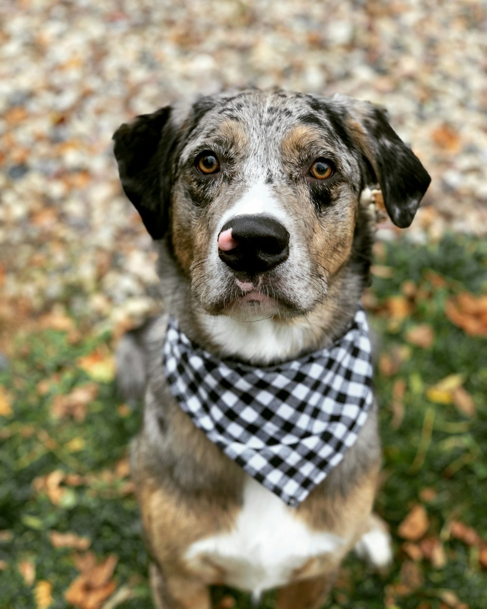 adult brown and white Australian cattle dog