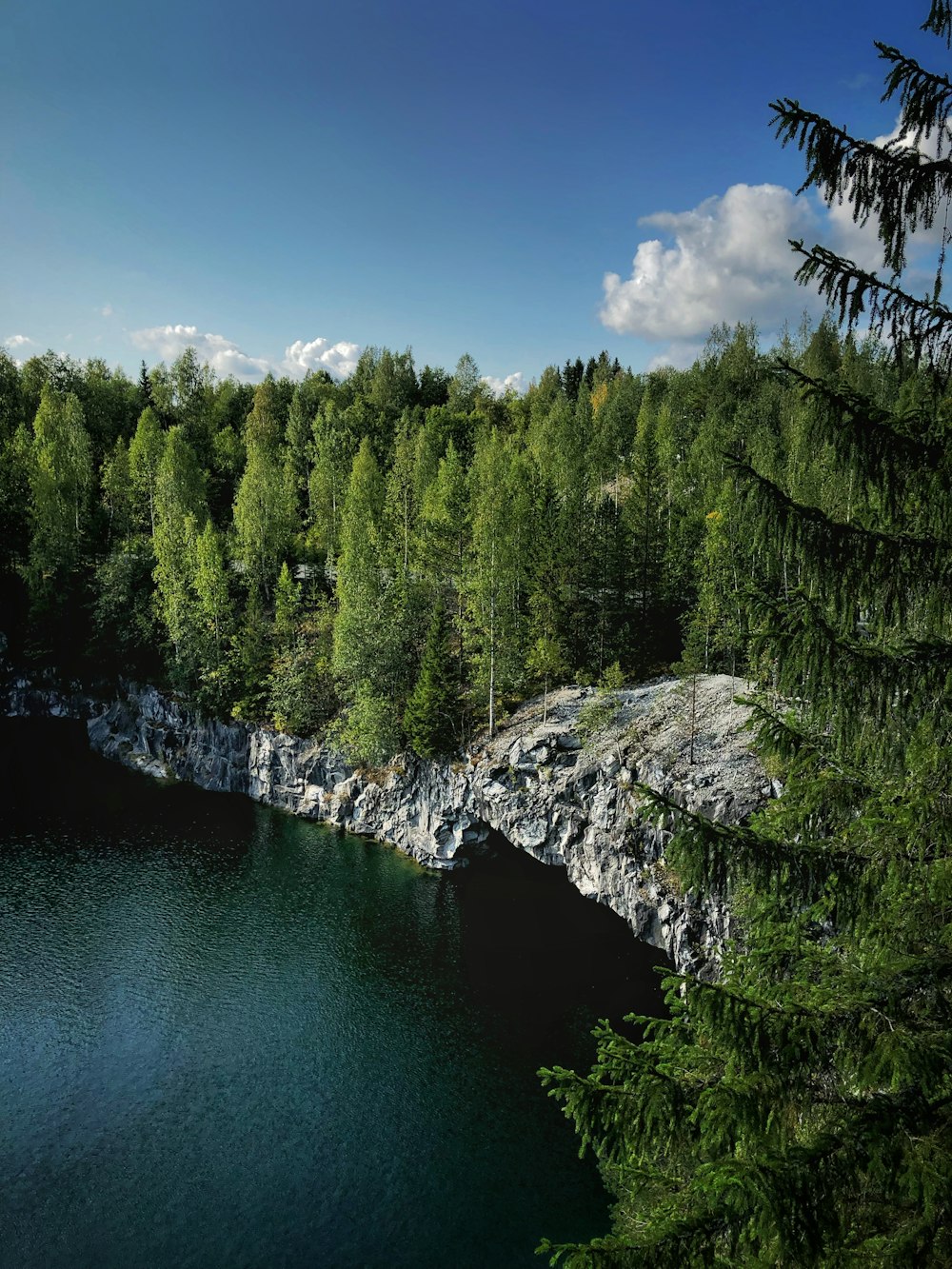 trees beside body of water