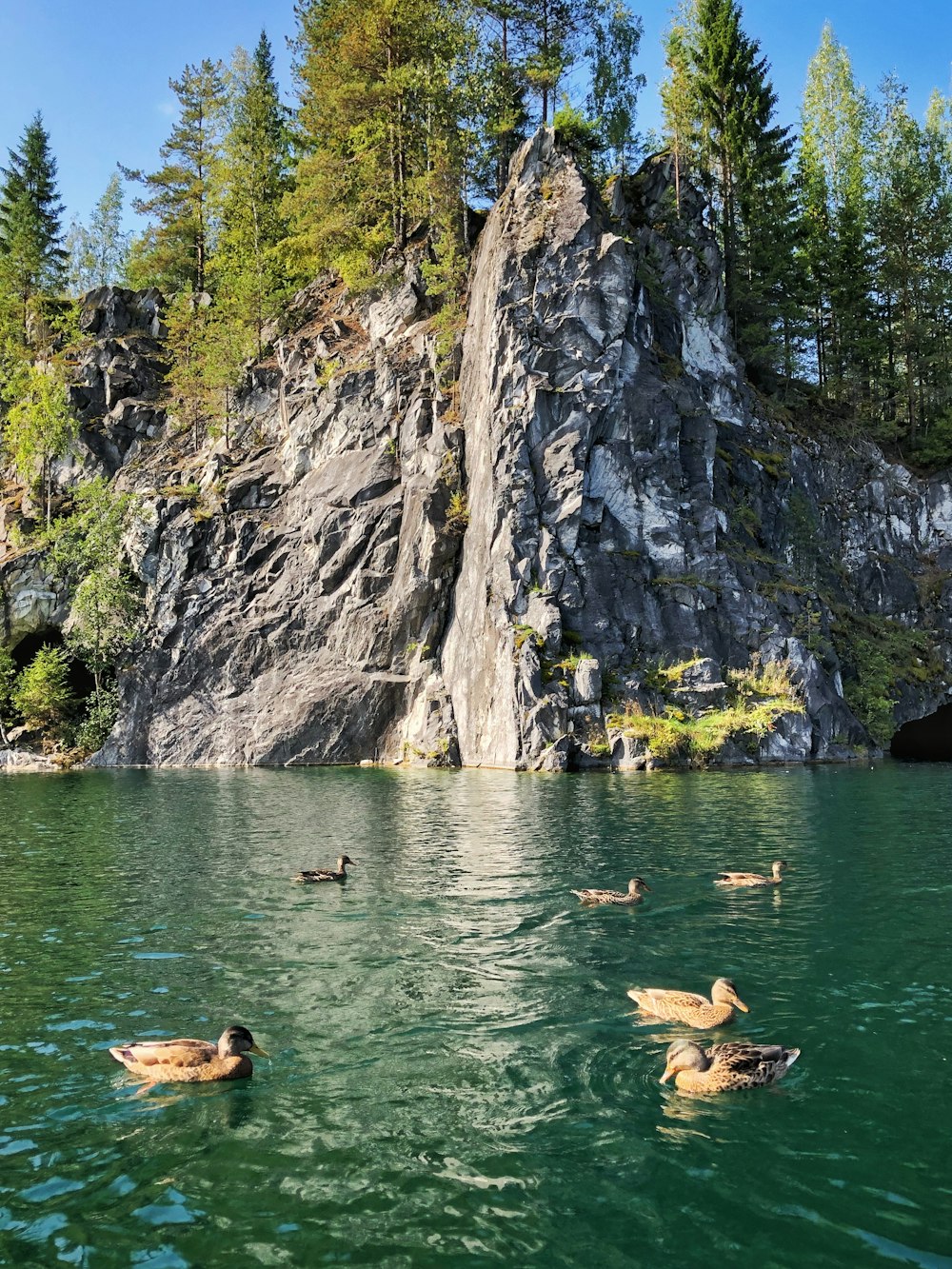 Troupeau de canards sur plan d’eau