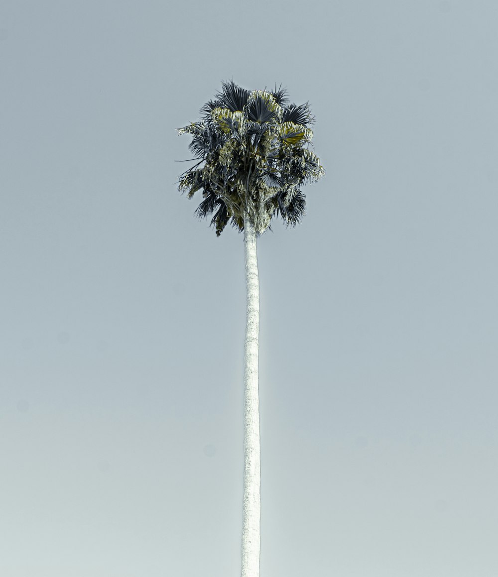 palm tree