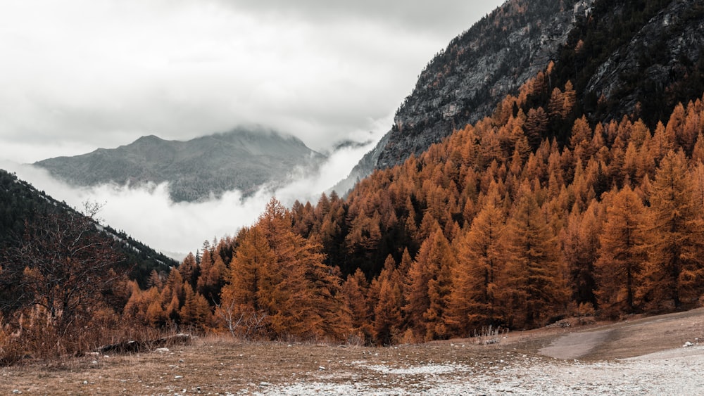 trees beside hill