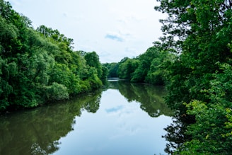 A tranquil scene of a river flowing through a forest.