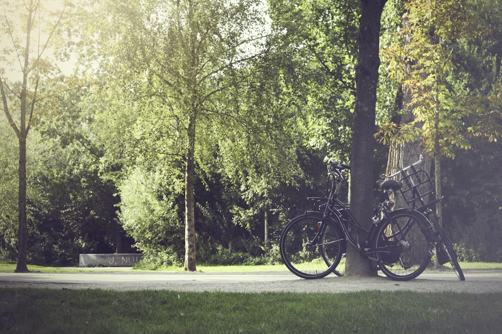 two cruiser bikes parked beside tree