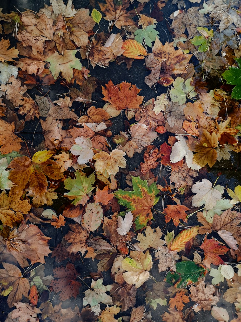 withered leaves on floor