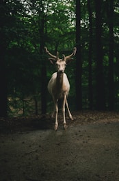 brown deer on road
