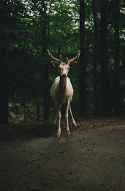 brown deer on road
