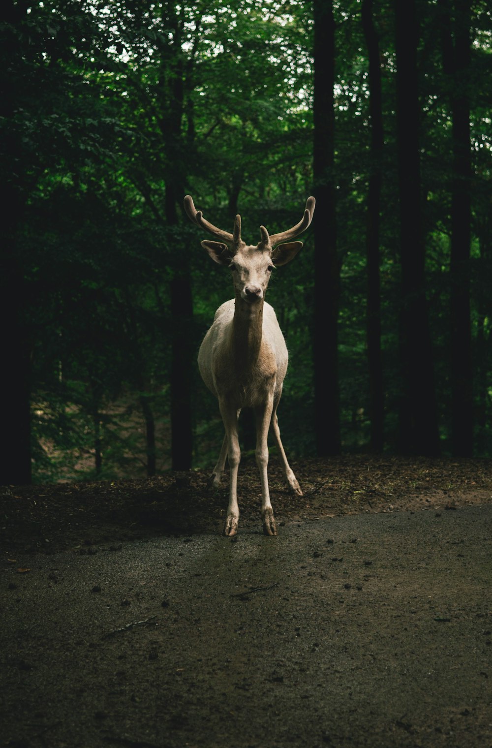 brown deer on road