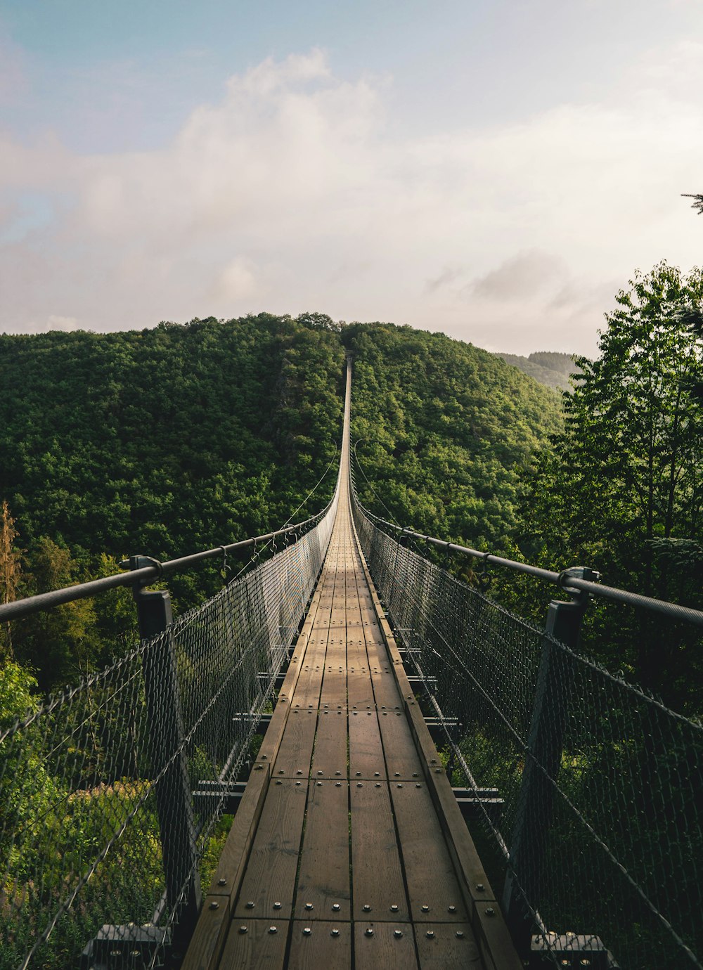 empty hanging bridge through forest