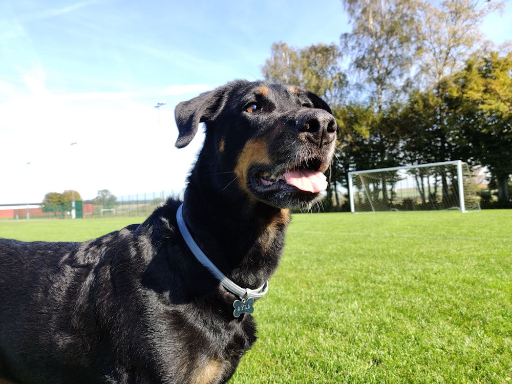 Erwachsener schwarzer Hund auf Wiese