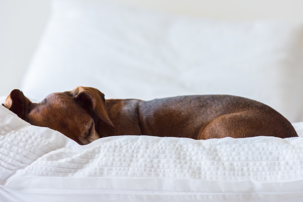 adult brown dog lying on white surface