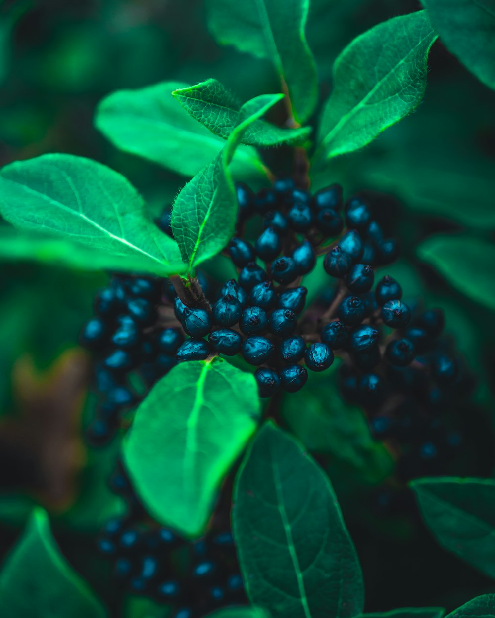 Schwarze Beeren mit grünem Blatt