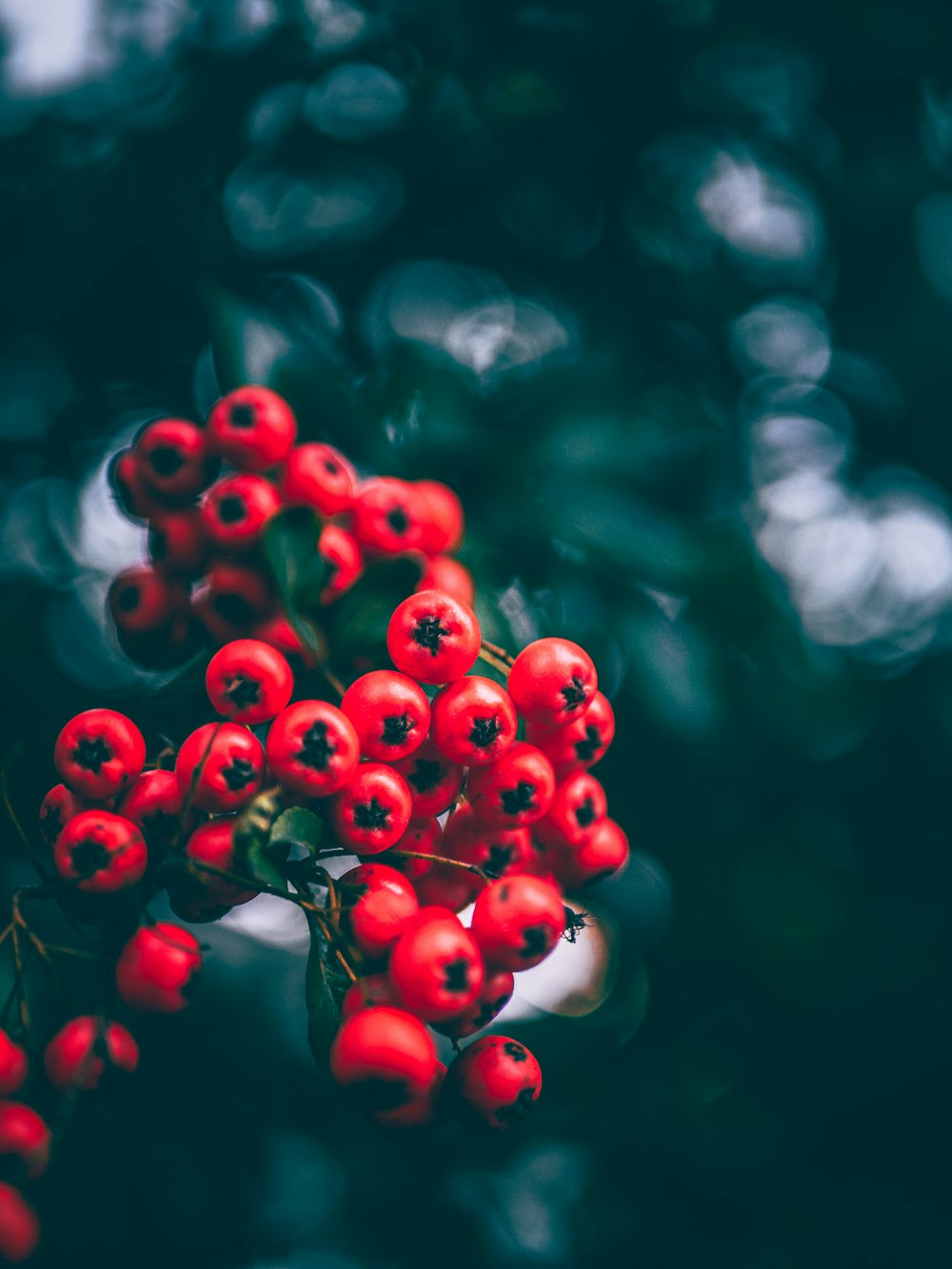 selective focus photography of round red fruits