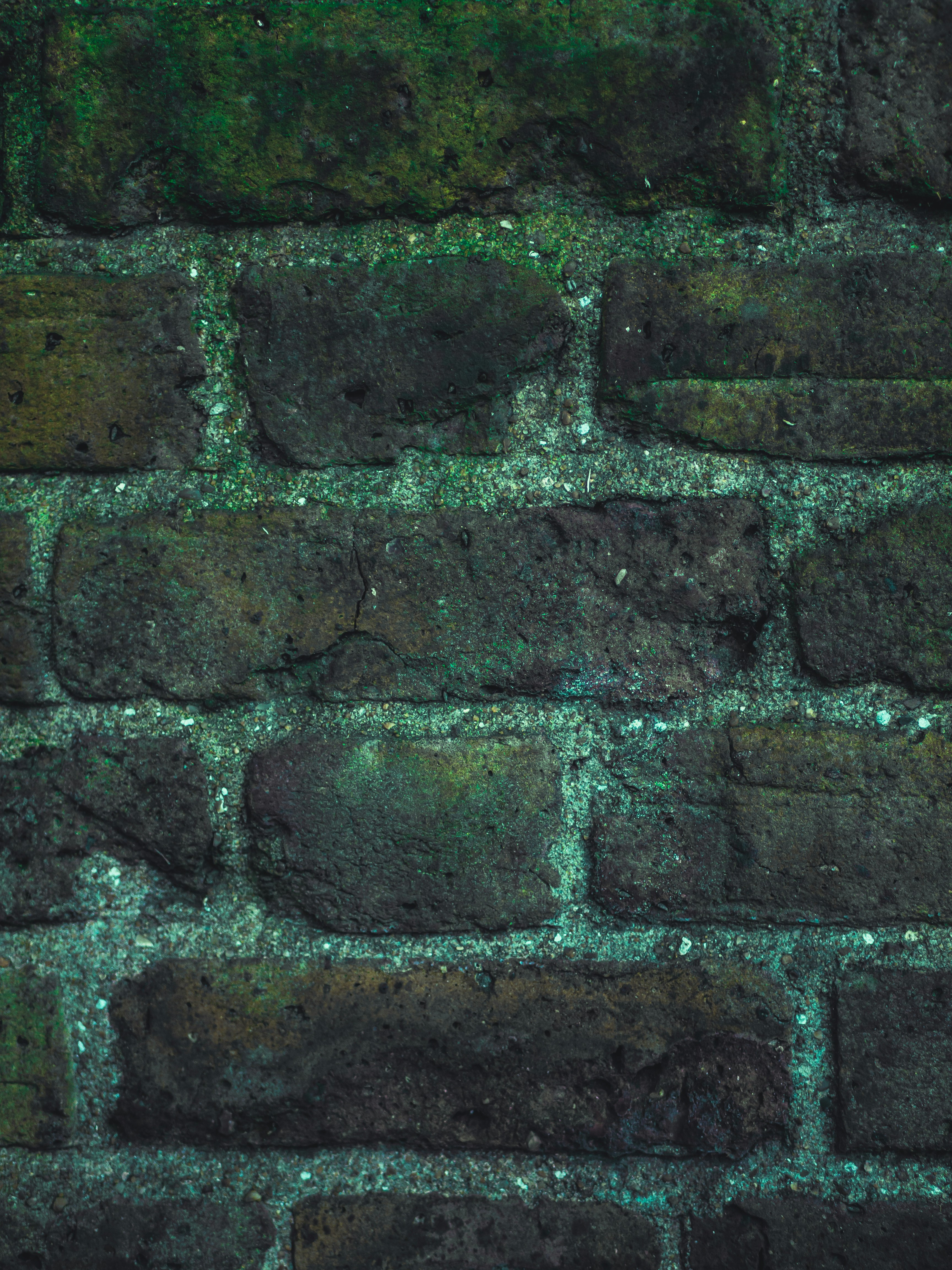 Mold Removal