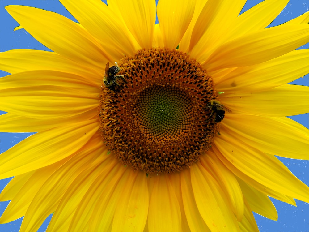 two bees on sunflower