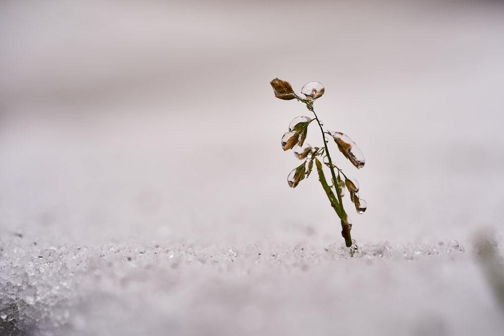 plant on gray surface