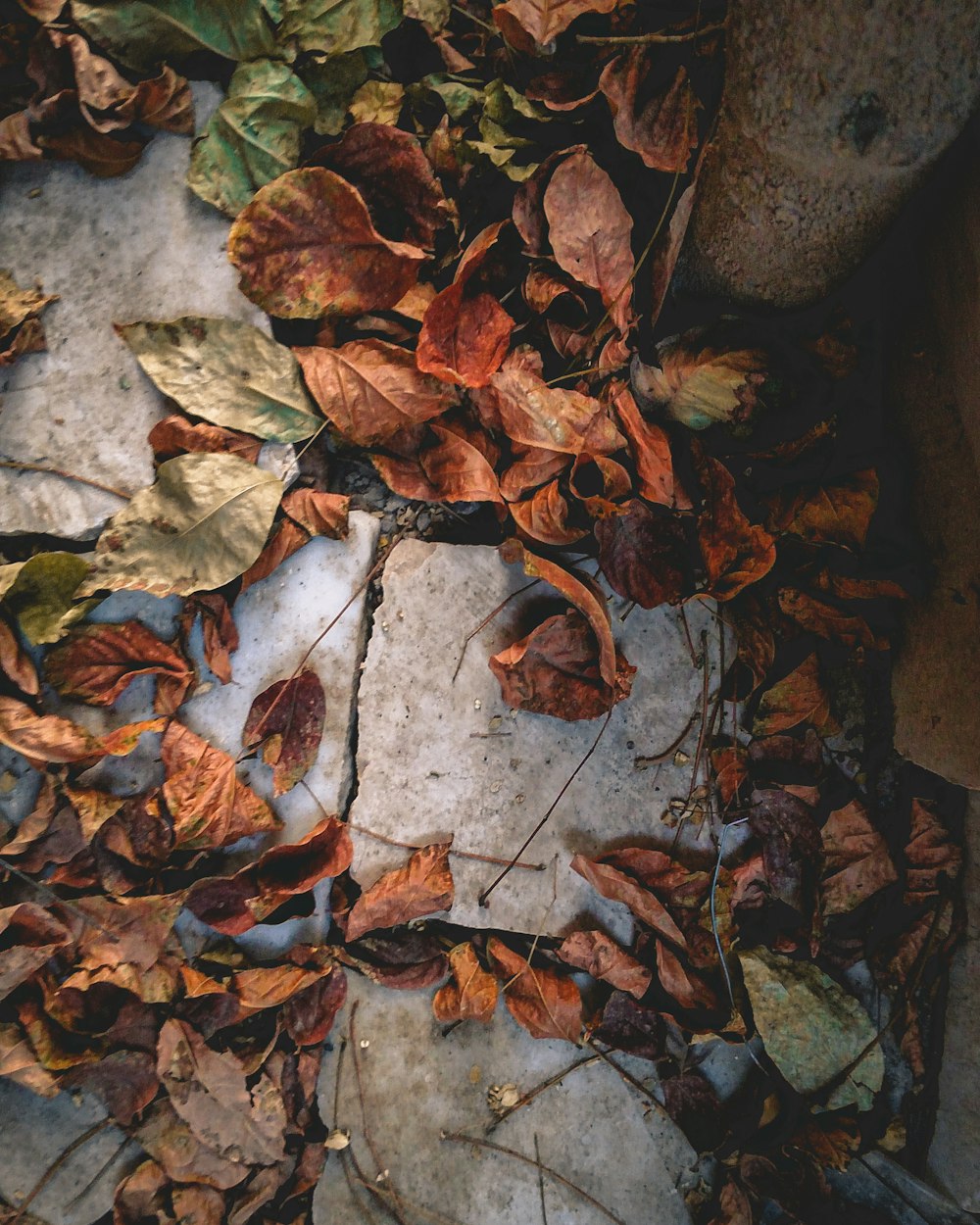 hojas marchitas en el suelo de hormigón