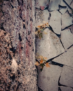 A small plant with green and yellow leaves emerges from the cracks between rough, textured concrete walls and broken pavement. The surroundings are composed of various shades of gray and brown, giving a raw and weathered appearance.