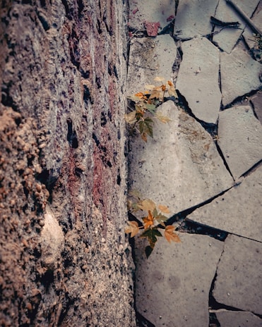 A small plant with green and yellow leaves emerges from the cracks between rough, textured concrete walls and broken pavement. The surroundings are composed of various shades of gray and brown, giving a raw and weathered appearance.