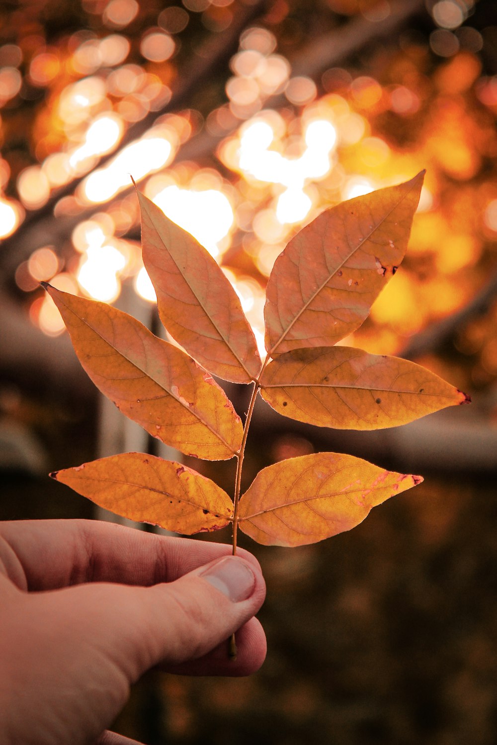 person holding leaf