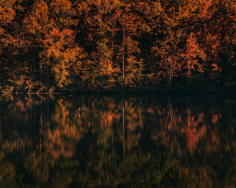 trees beside calm body of water